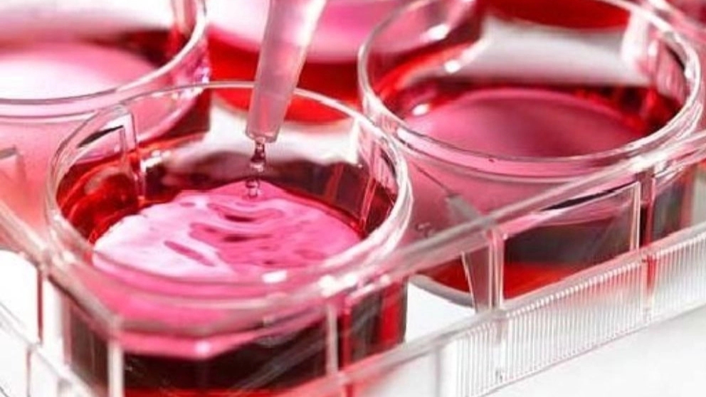 محیط کشت مرک MERCK