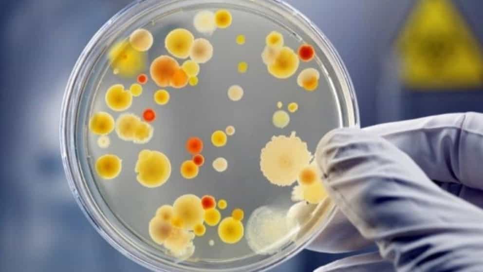 Arya gene, Merck culture medium